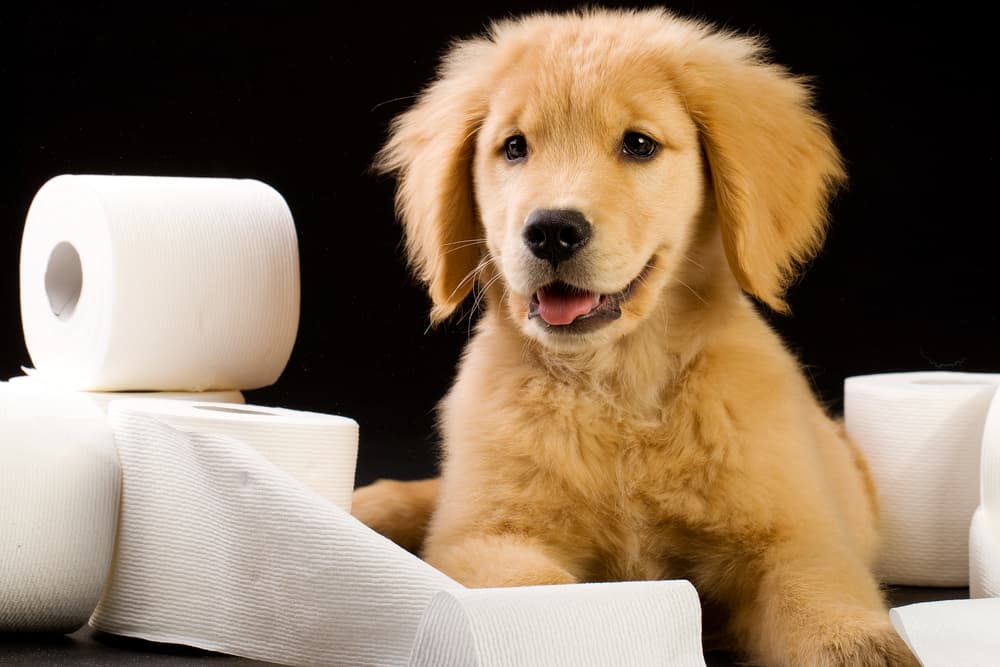 Shutterstock 80805544
